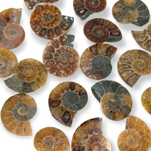 petite ammonite fossilisée