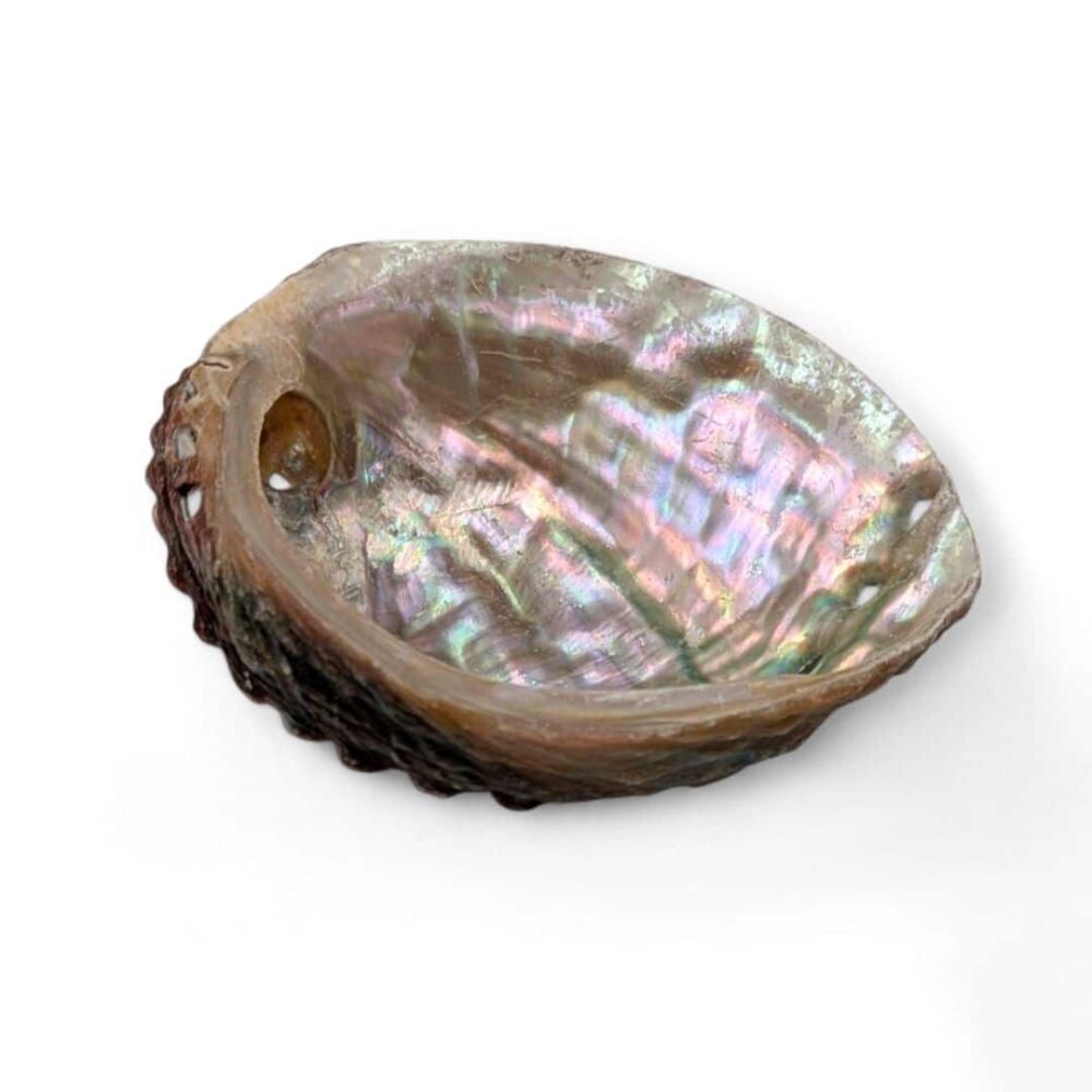 petite coquille d'ormeau