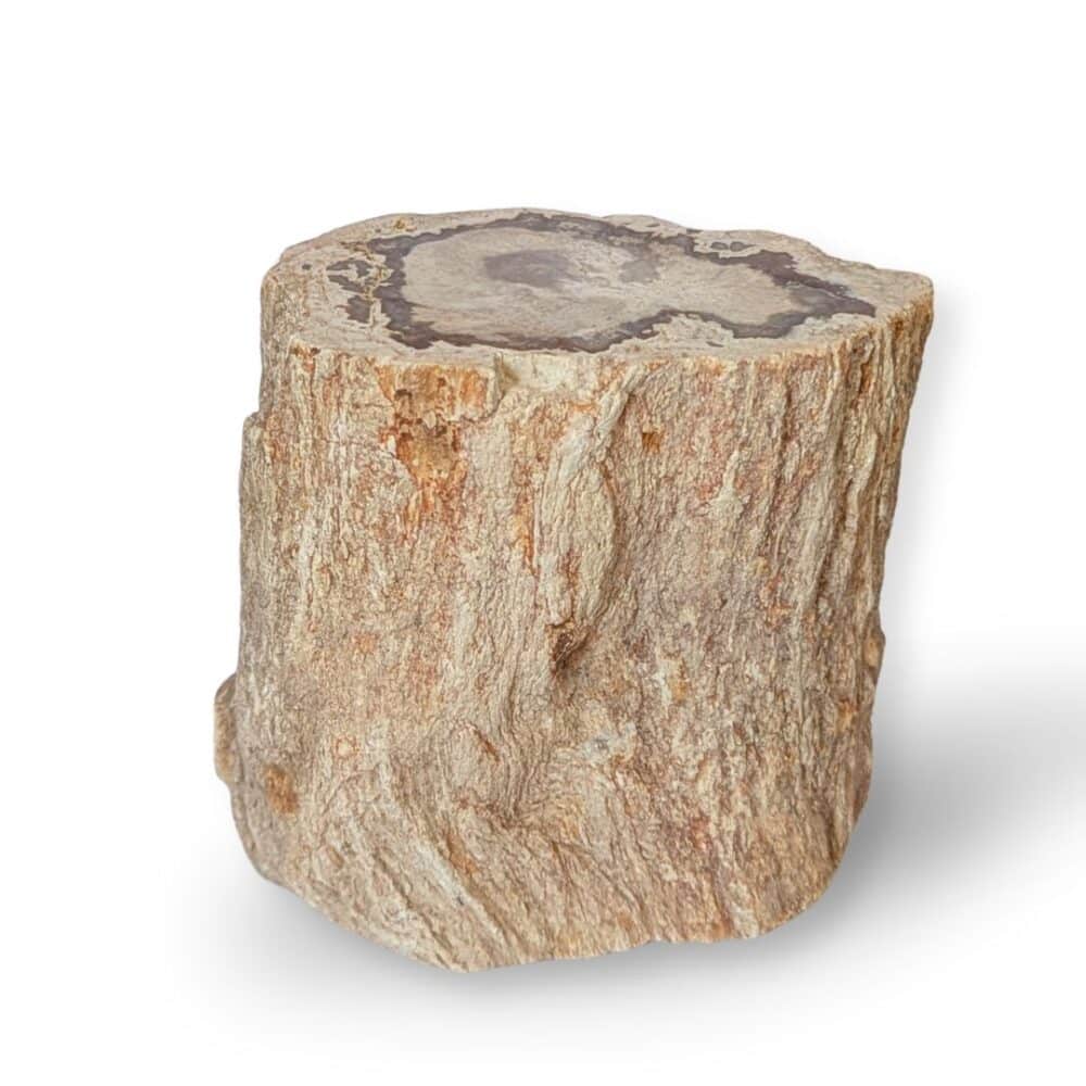 tronc bois fossile 1kg029