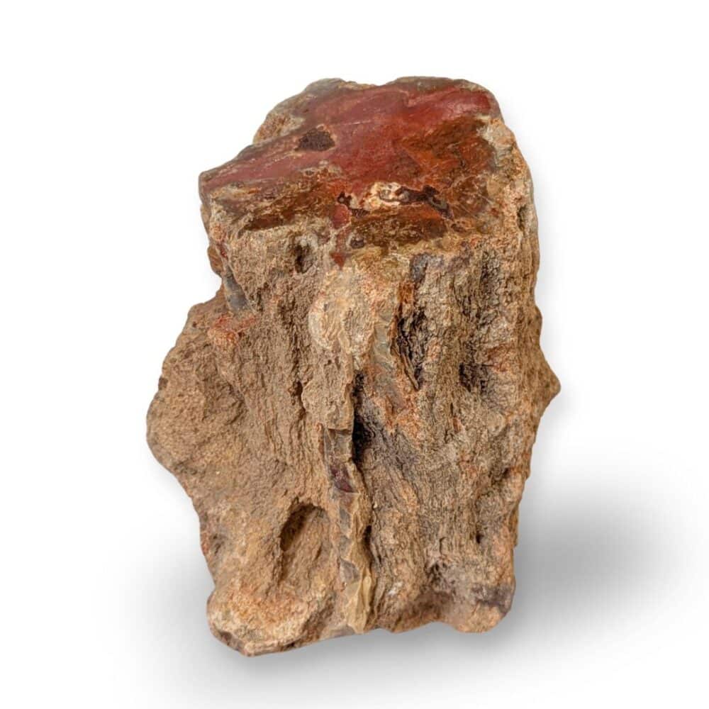 tronc bois fossile 1kg136