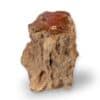 tronc bois fossile 1kg136