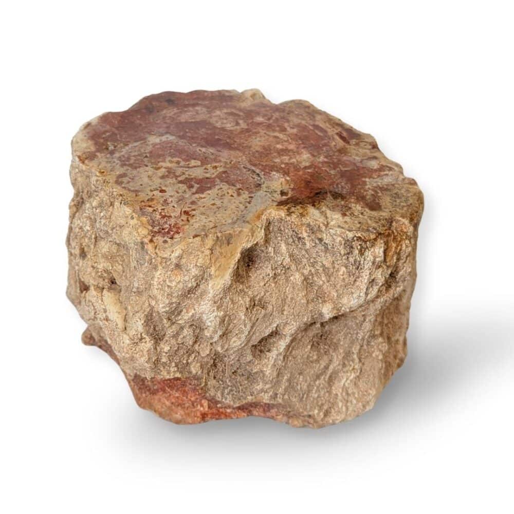 tronc bois fossile 1kg252