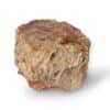 tronc bois fossile 1kg252