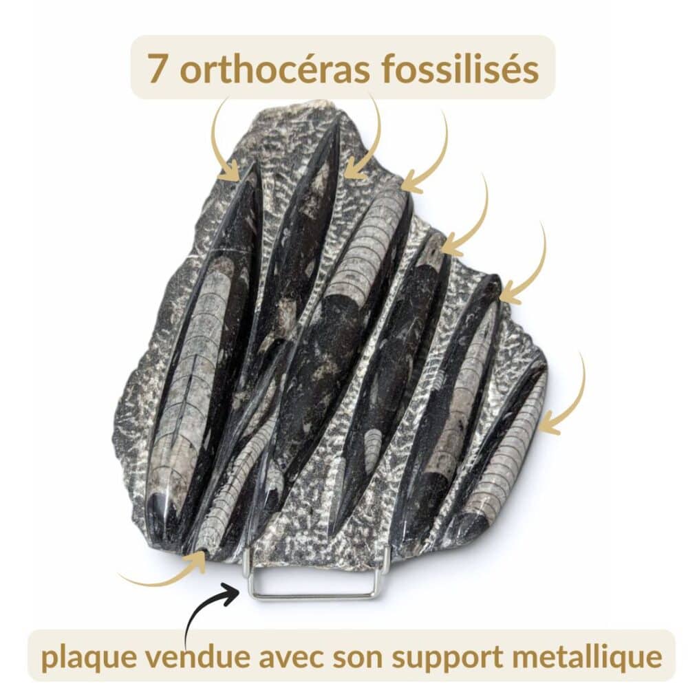 plaque orthocéras 17,5X21cm