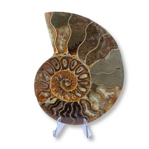 demi-ammonite fossile 11cm