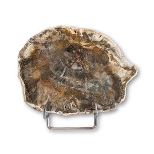 bois fossilisé 13,2x10cm