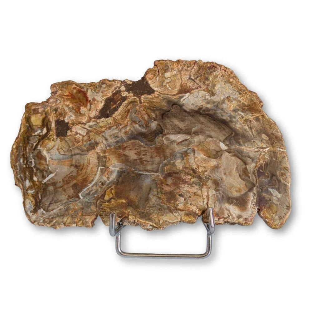 bois fossilisé 15,6x9,6cm