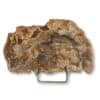 bois fossilisé 15,6x9,6cm