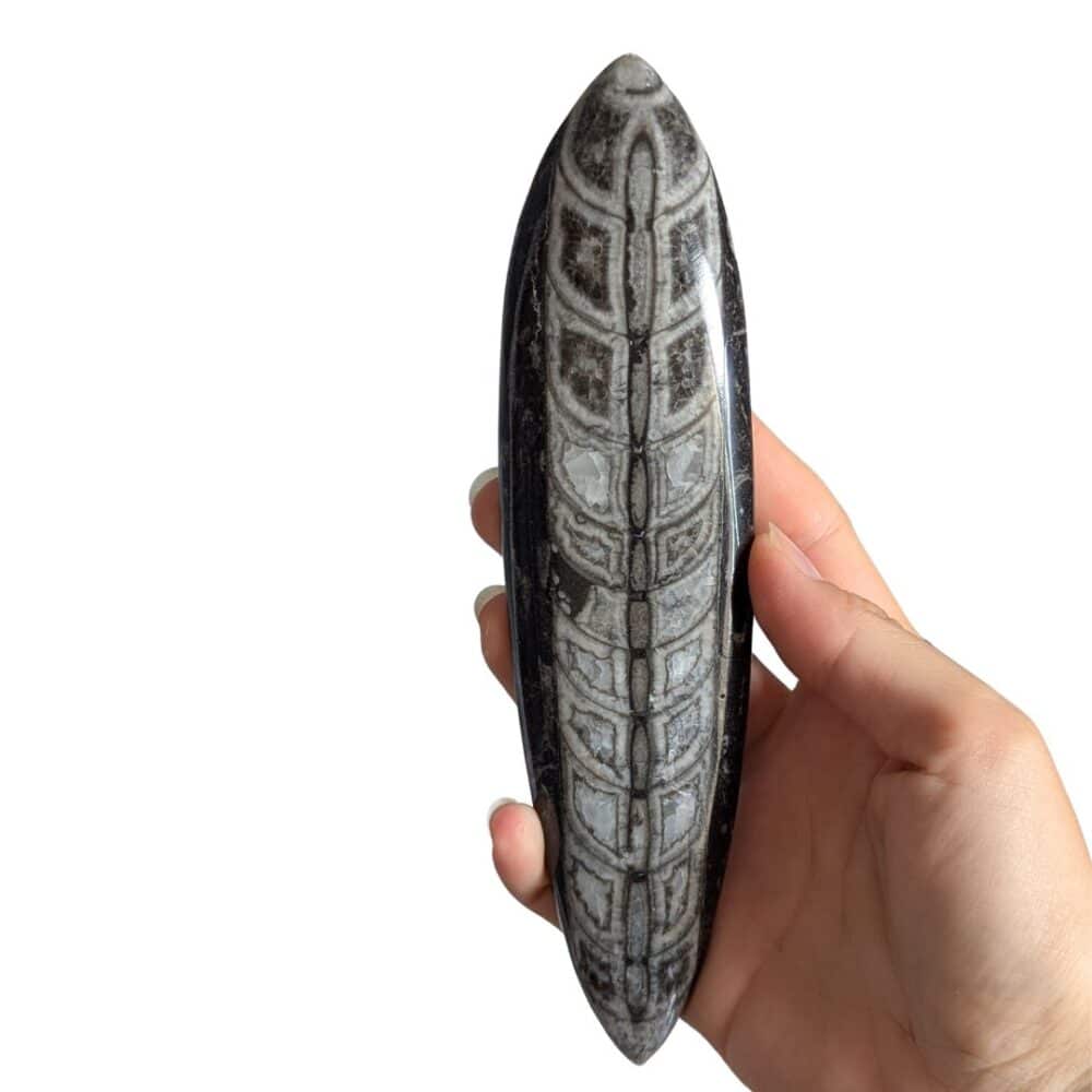 grand orthoceras 18cm