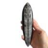 grand orthoceras 18cm