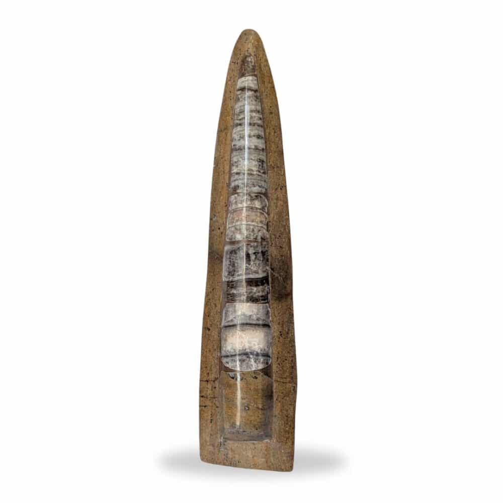 grande statut fossile orthocéras 27cm