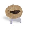 boutique fossile poisson
