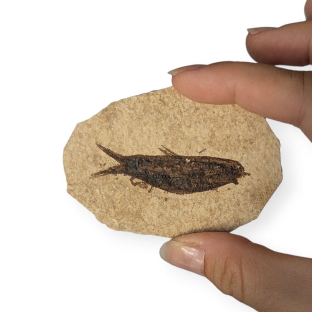 fossile poisson