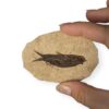 fossile poisson