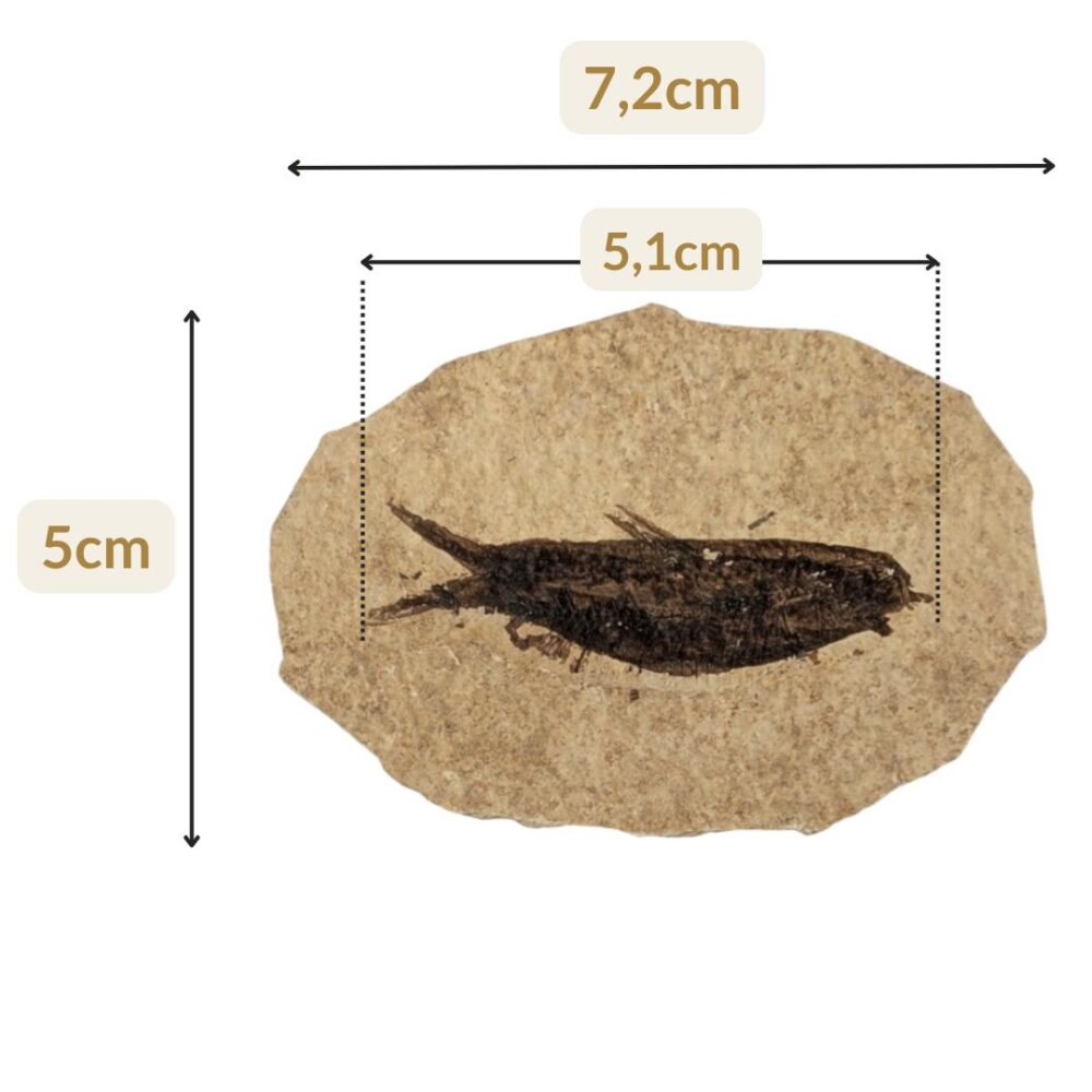 achat poisson fossile