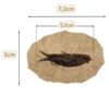 achat poisson fossile