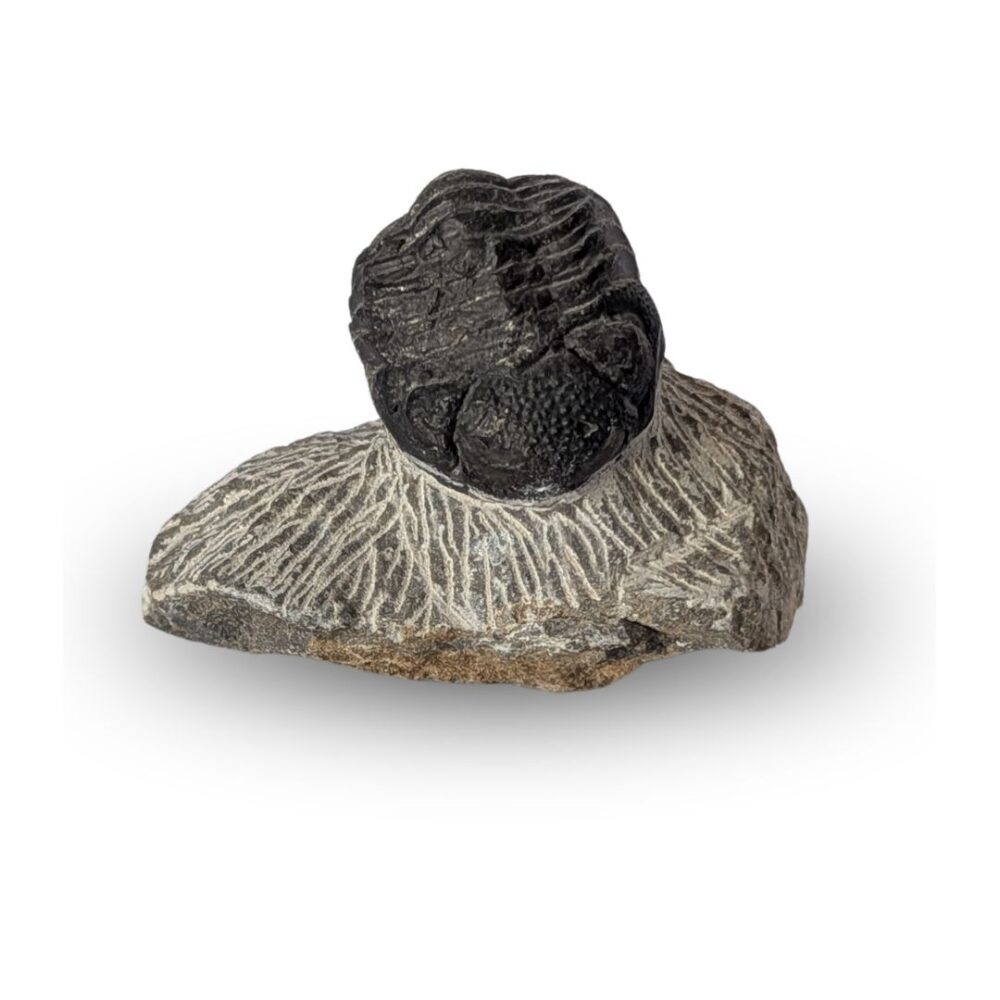 tribolite fossile