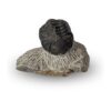 tribolite fossile