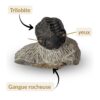 Phacopida fossile