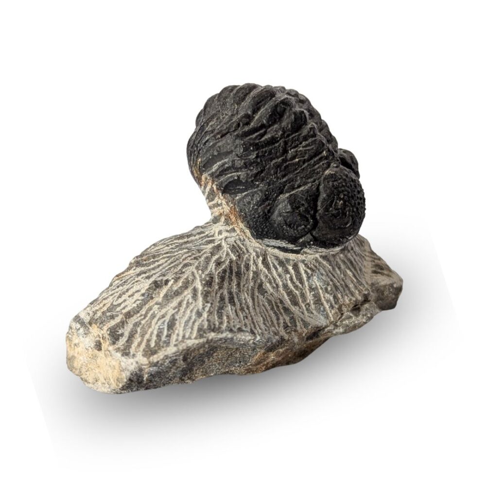 achat trilobite