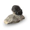 achat trilobite