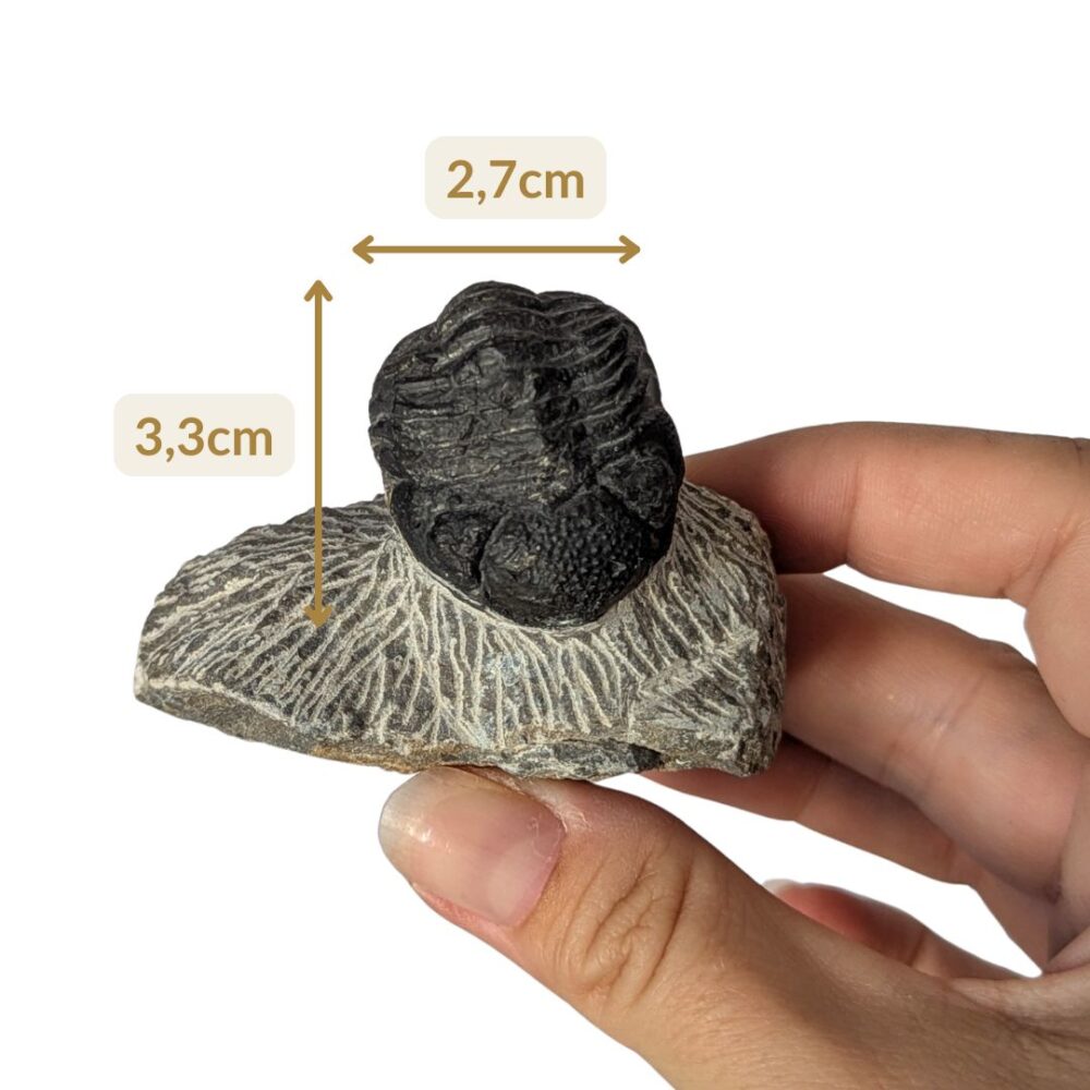 trilobite Phacopida