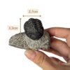 trilobite Phacopida