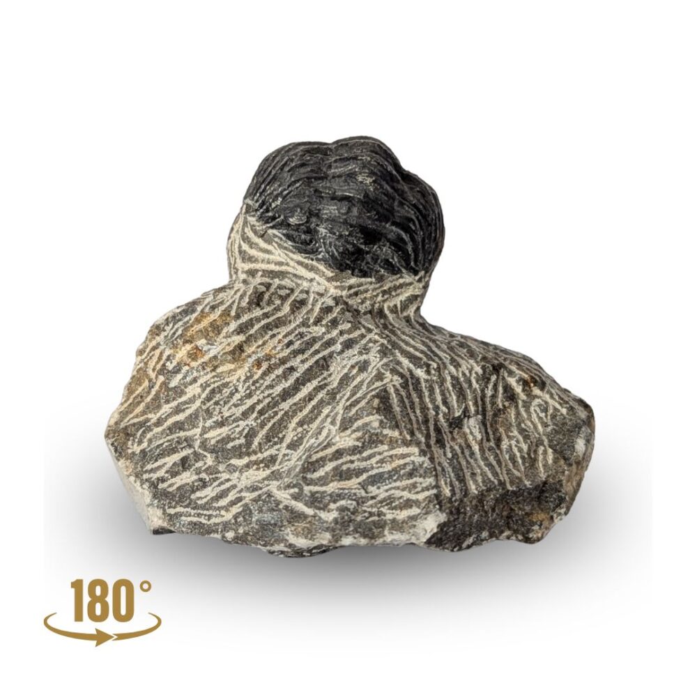 arthropode marin achat
