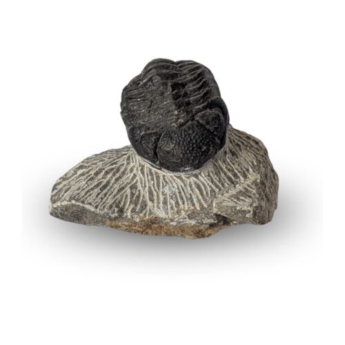 tribolite fossile