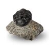 trilobite
