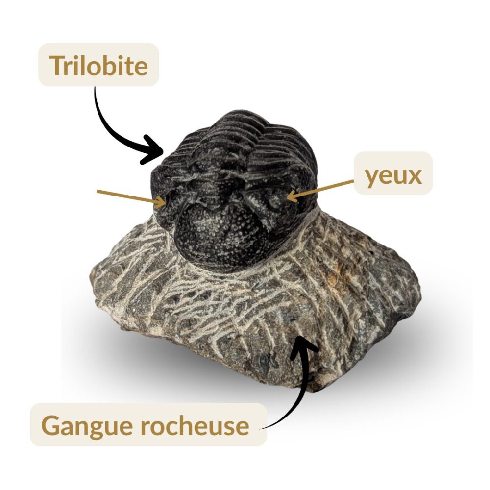 trilobite phacops maroc