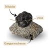 trilobite phacops maroc