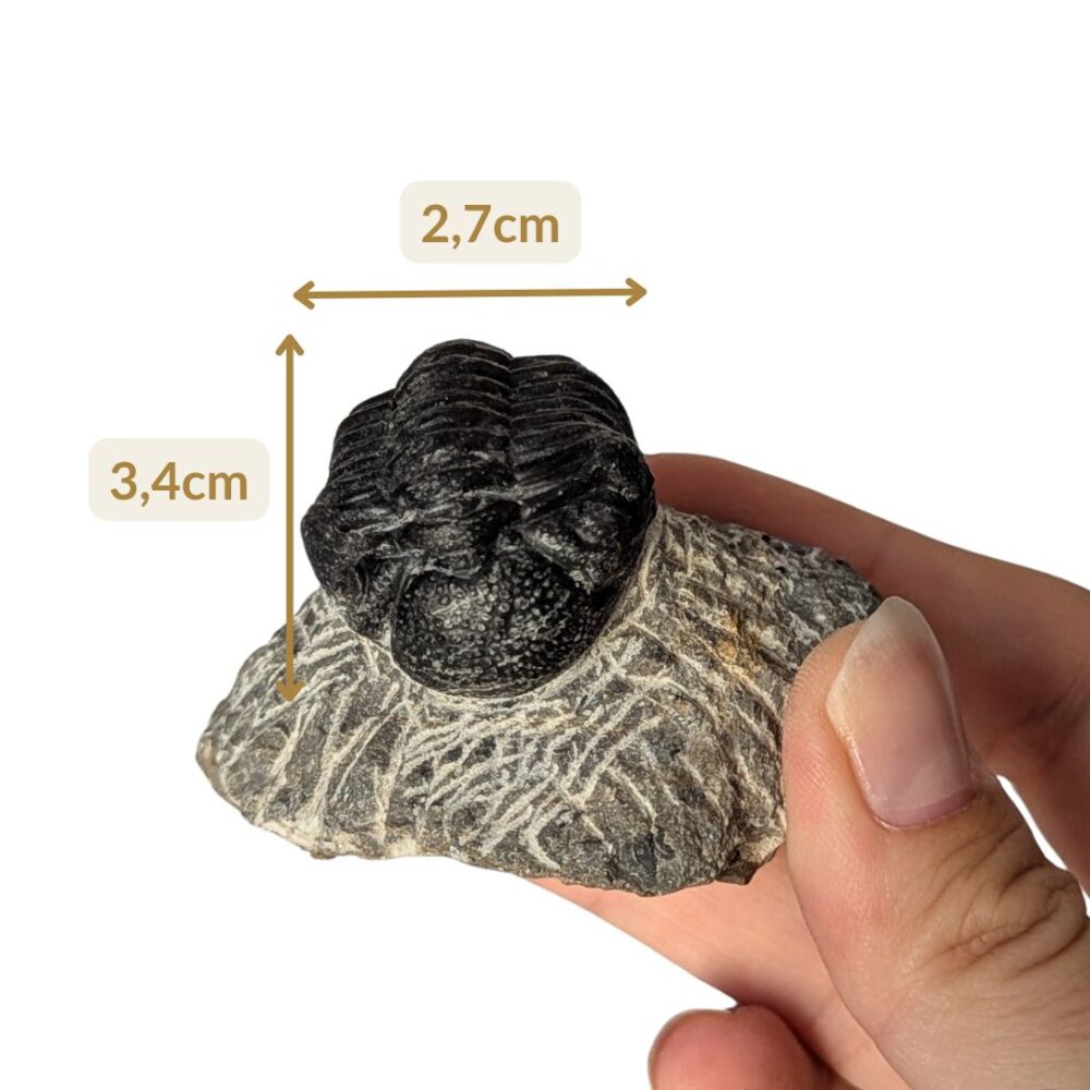 fossile arthropode