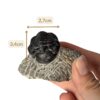 fossile arthropode