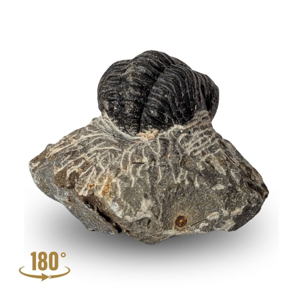 trilobite fossile marin