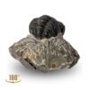 trilobite fossile marin