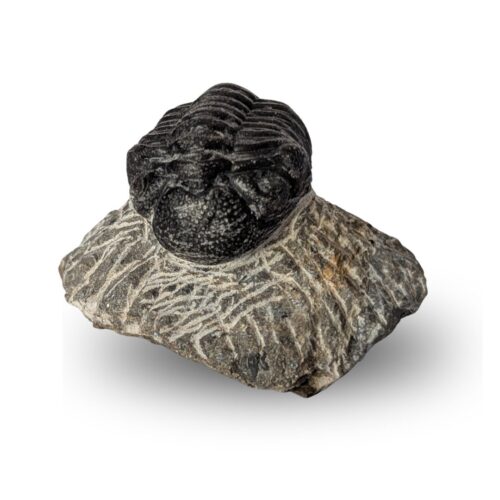 trilobite